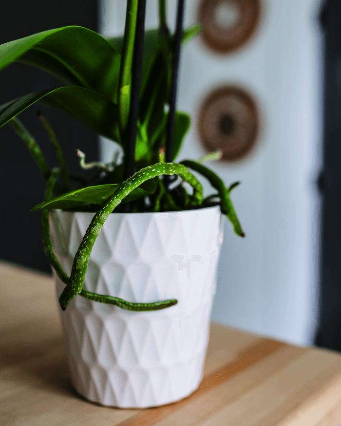 Orchid Plant Care What Are Air Roots?